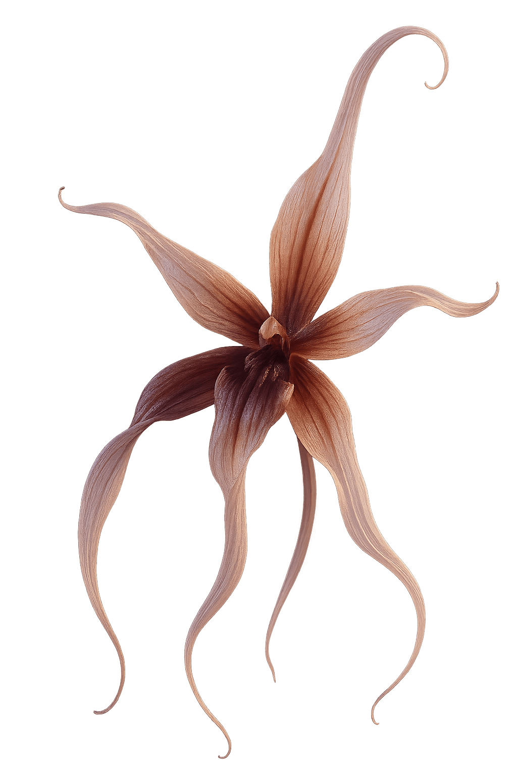 Beige and brown orchid with elegant curling petals